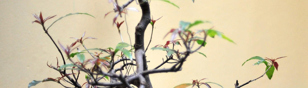 Infographiste Expert Adobe